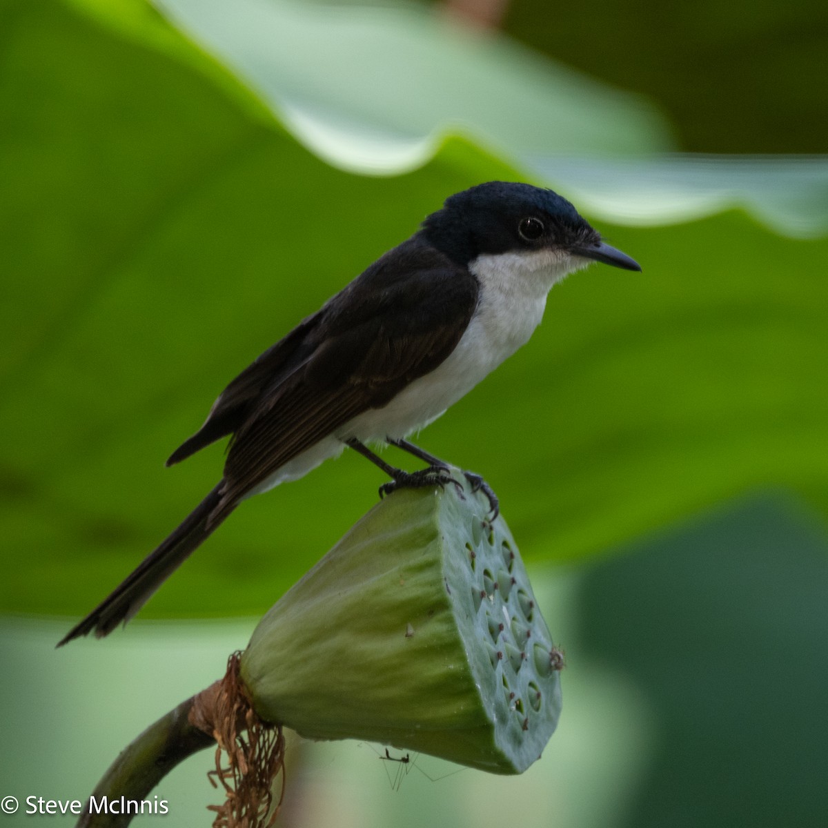 Paperbark Flycatcher - ML642059556