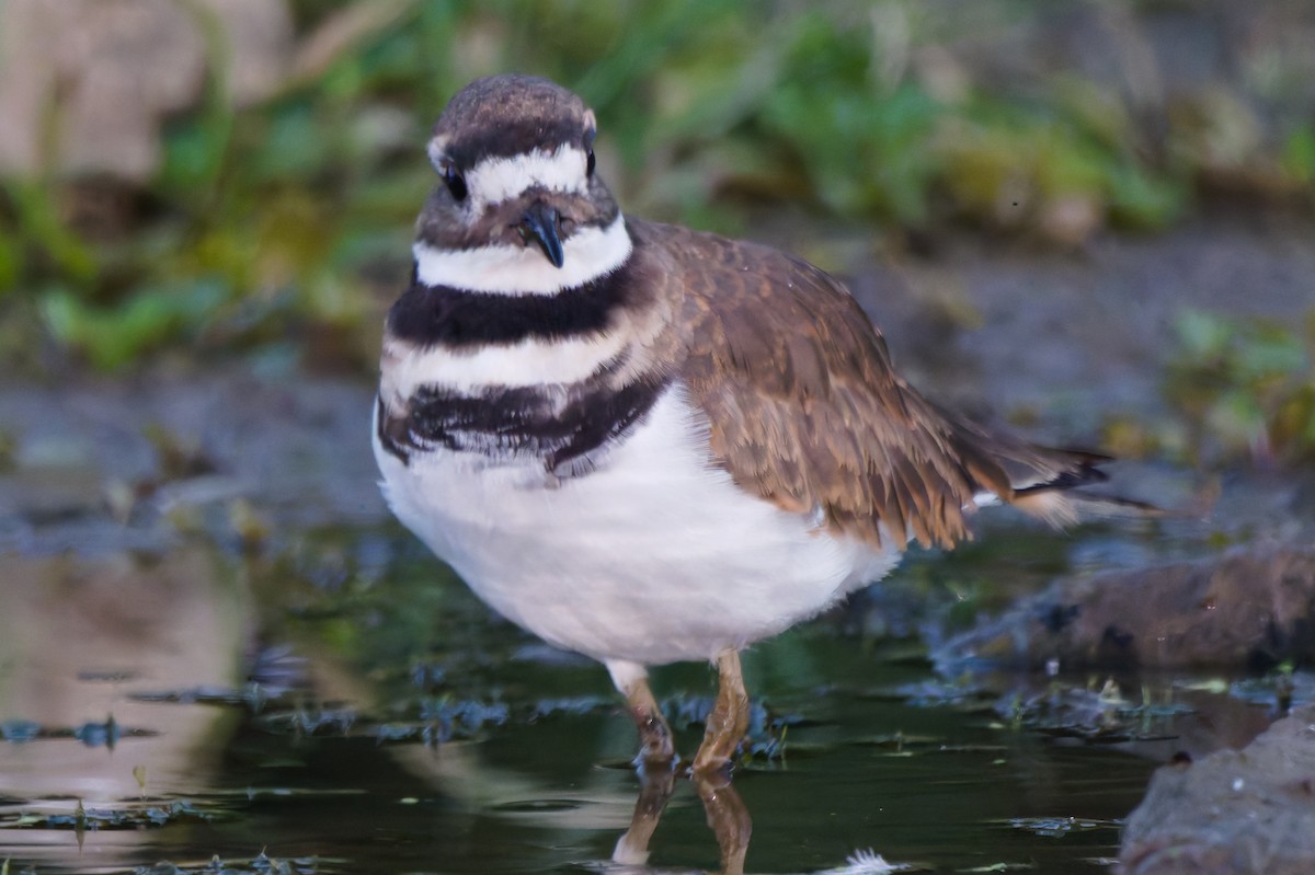 Killdeer - ML642059557