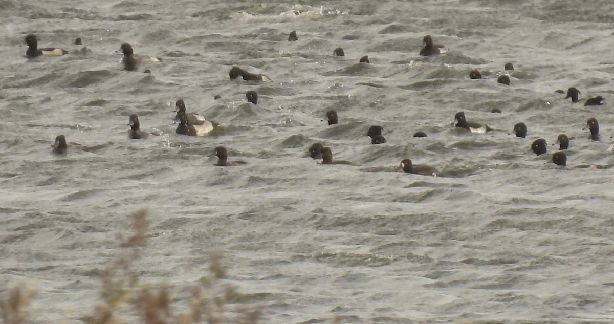 Greater Scaup - ML642059577