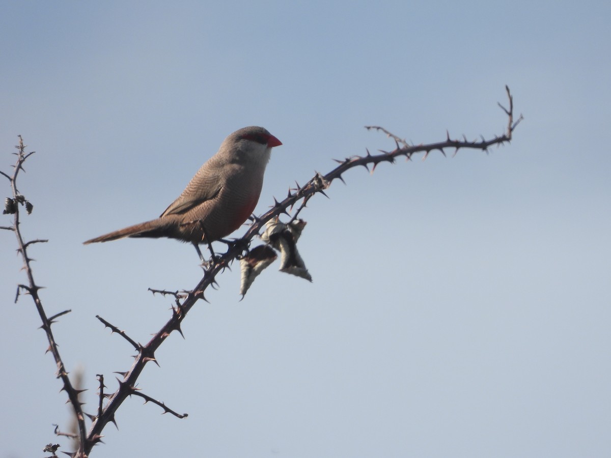 Common Waxbill - ML642059587