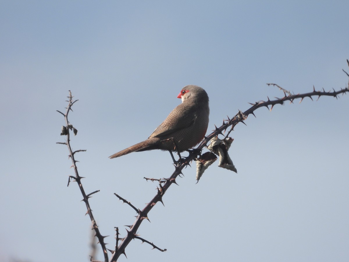 Common Waxbill - ML642059588