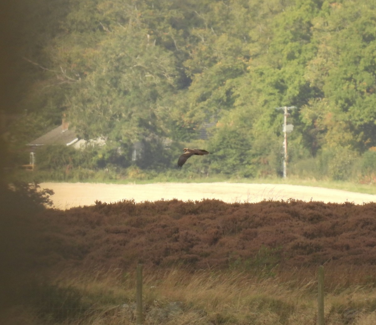 Western Marsh Harrier - ML642059597