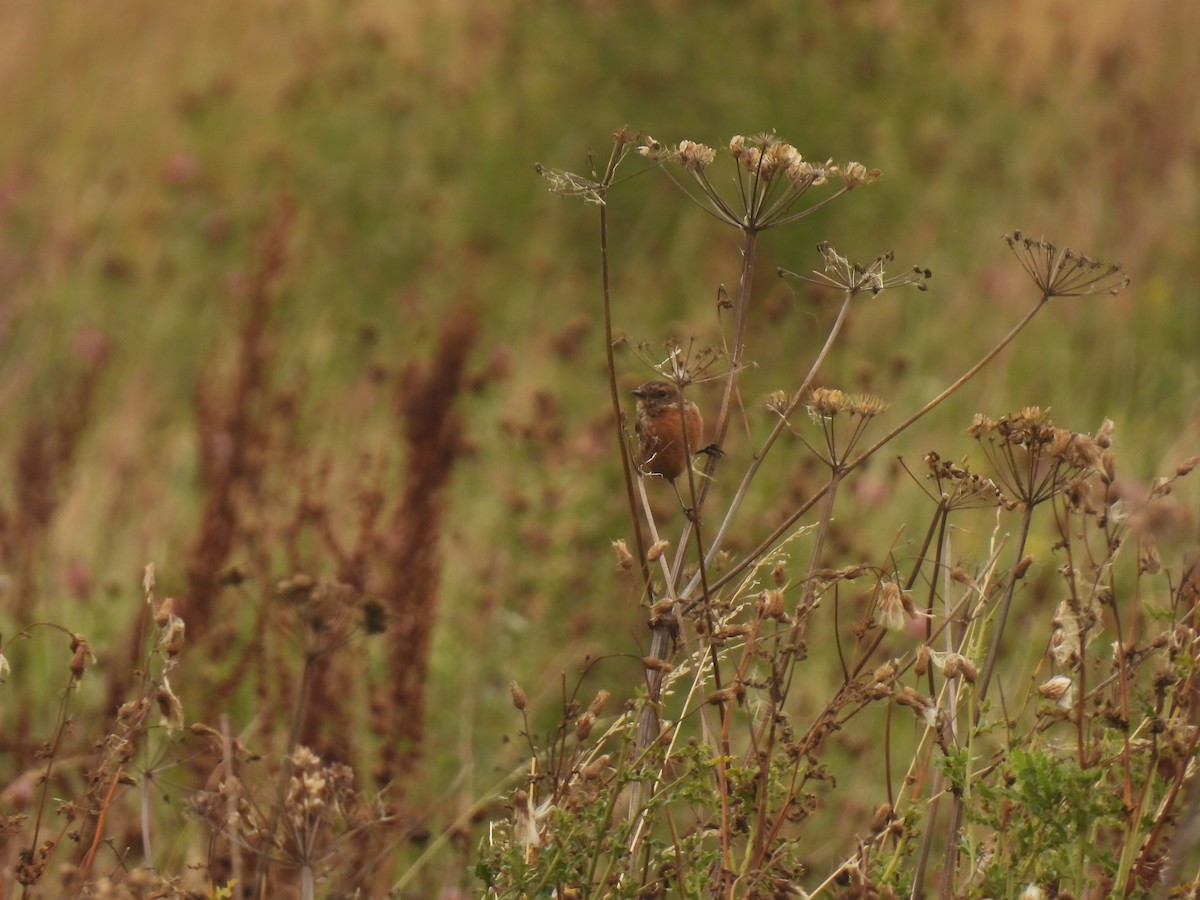 European Stonechat - ML642059612