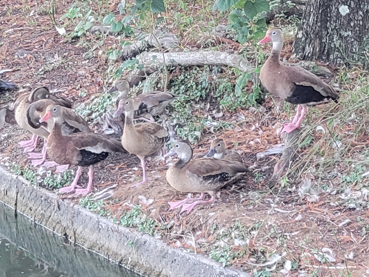 Black-bellied Whistling-Duck - ML642059613