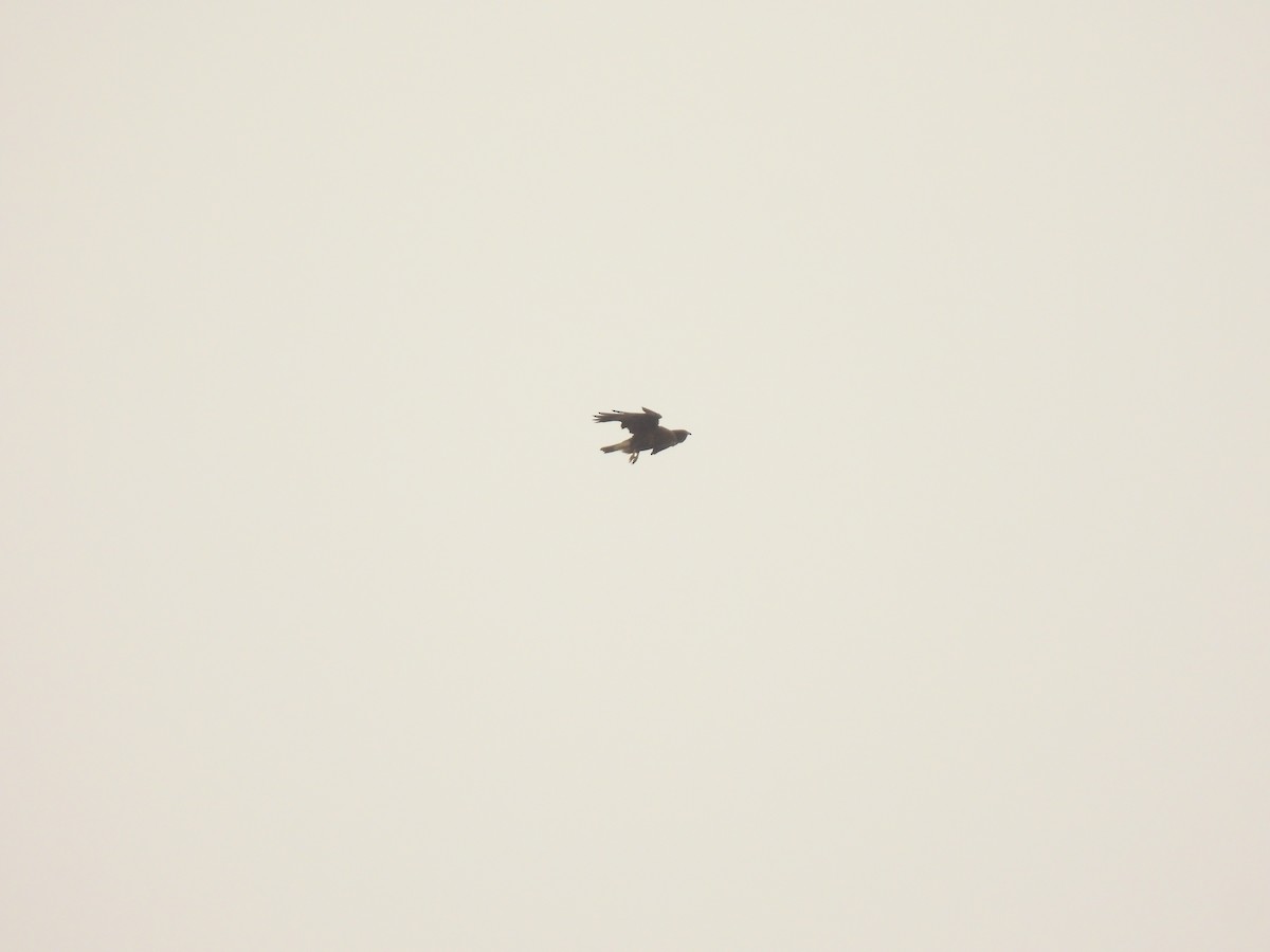 Buse variable - ML642059628