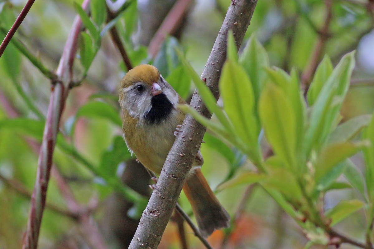 Golden Parrotbill - ML642059633