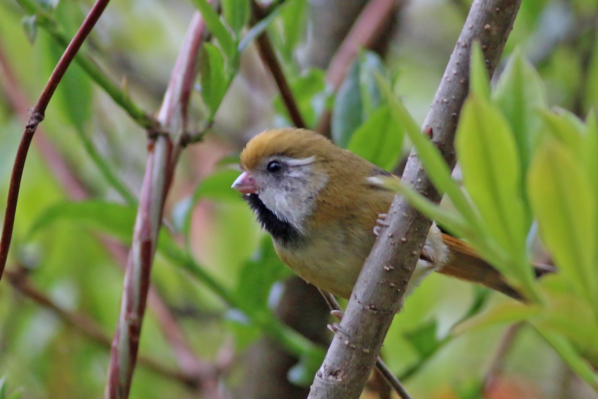 Golden Parrotbill - ML642059634