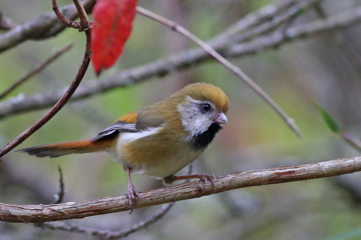 Golden Parrotbill - ML642059635