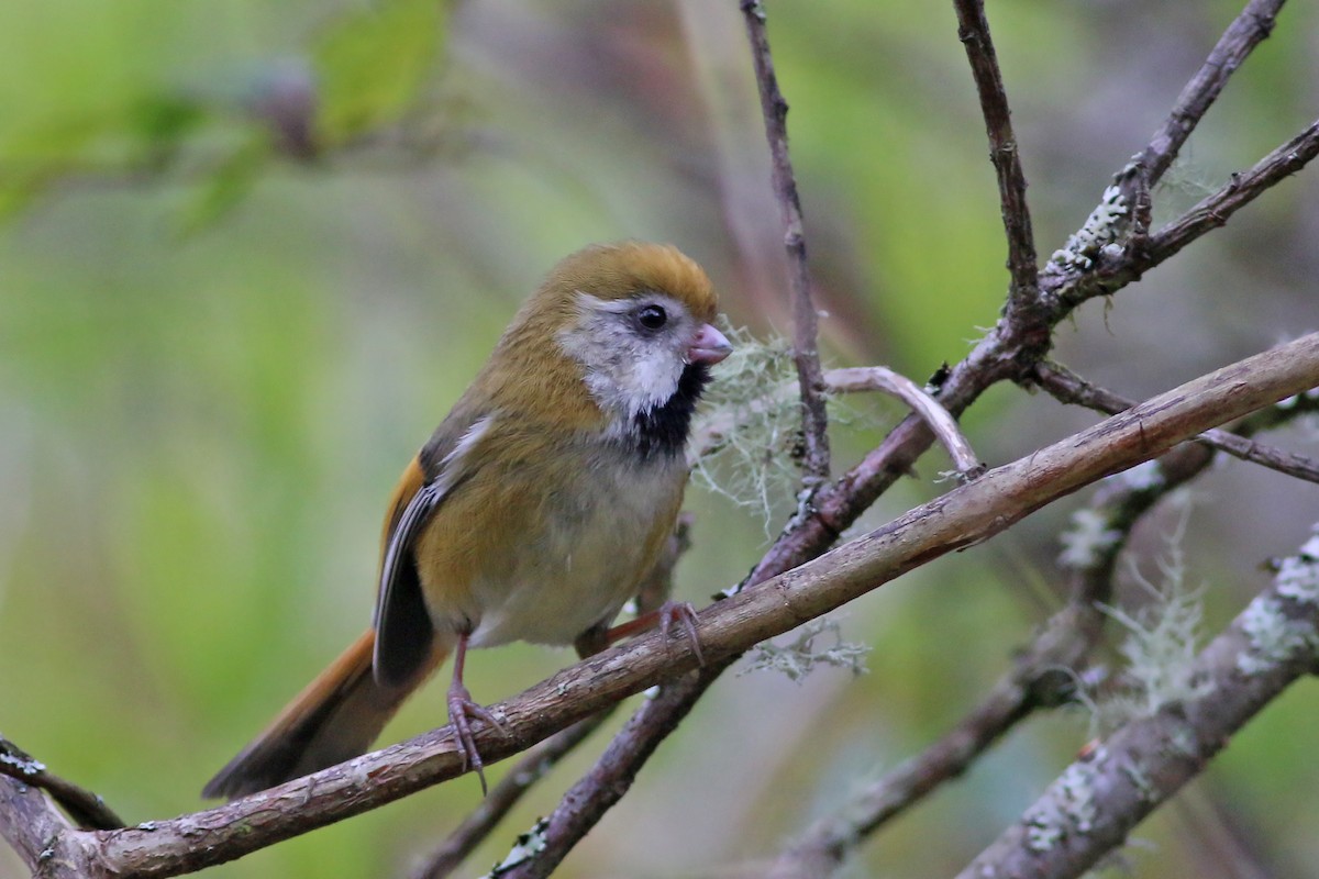 Golden Parrotbill - ML642059636