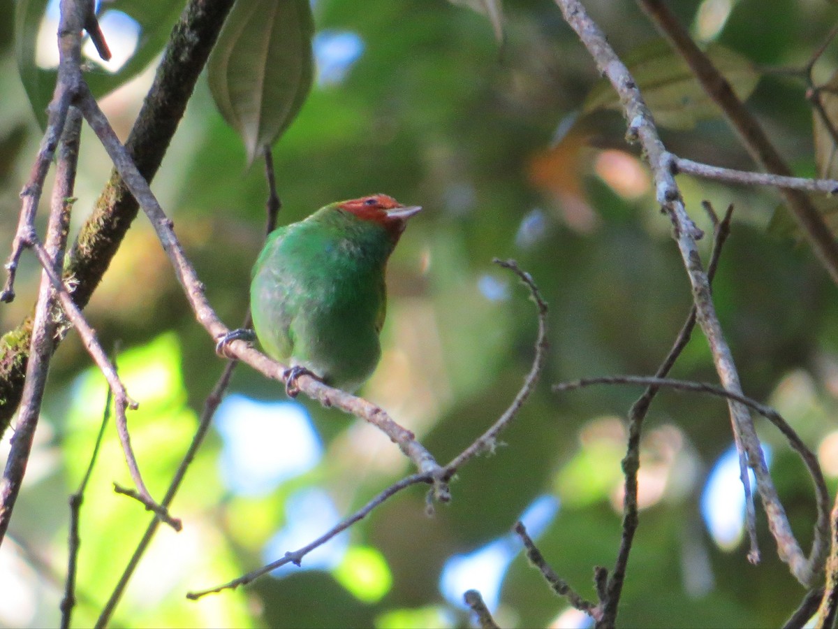 Bay-headed Tanager - ML642059659