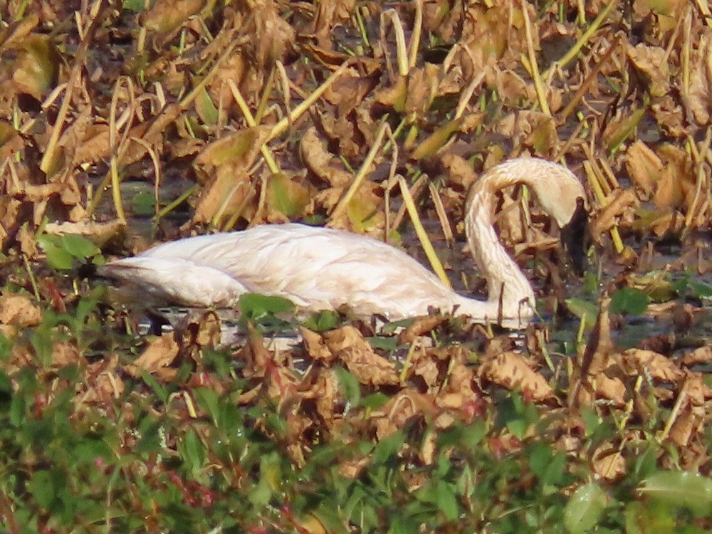 Trumpeter Swan - ML642059672