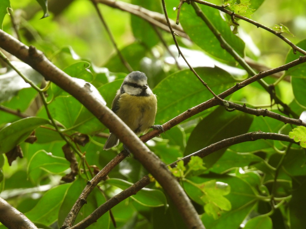 Eurasian Blue Tit - ML642059679