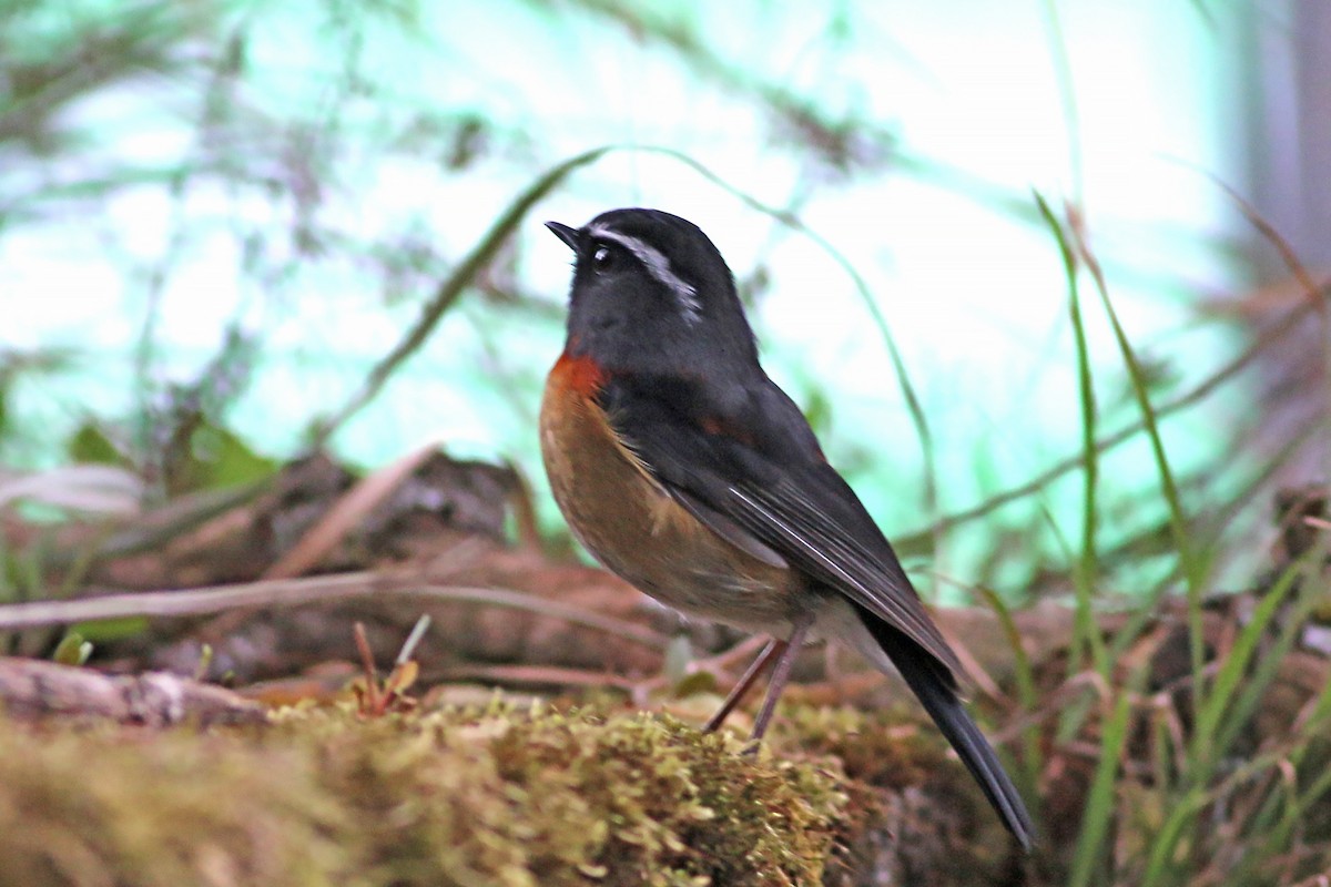 Robin de Johnstone - ML642059689