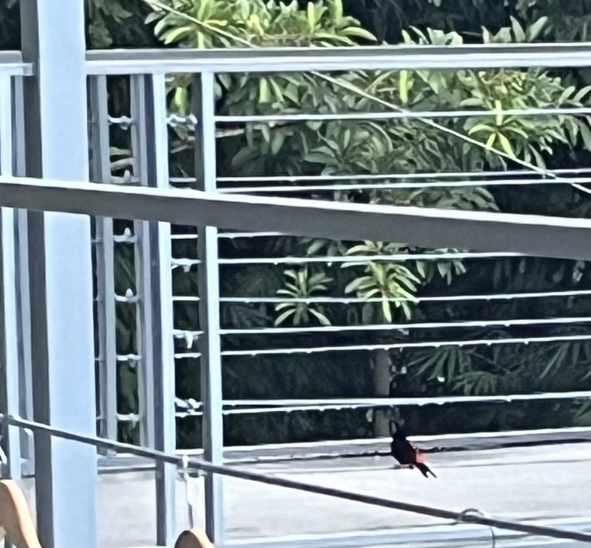 Scarlet-rumped Tanager - ML642059698
