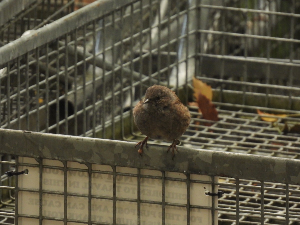 Dunnock - ML642059701