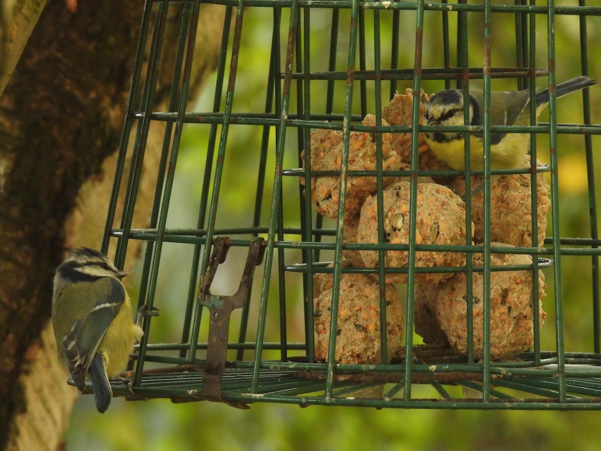 Eurasian Blue Tit - ML642059709