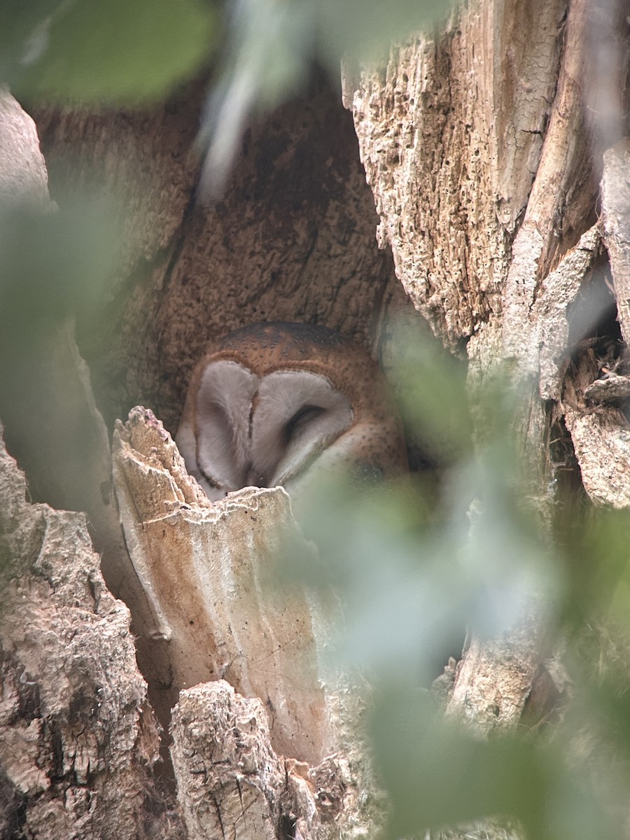 American Barn Owl - ML642059714
