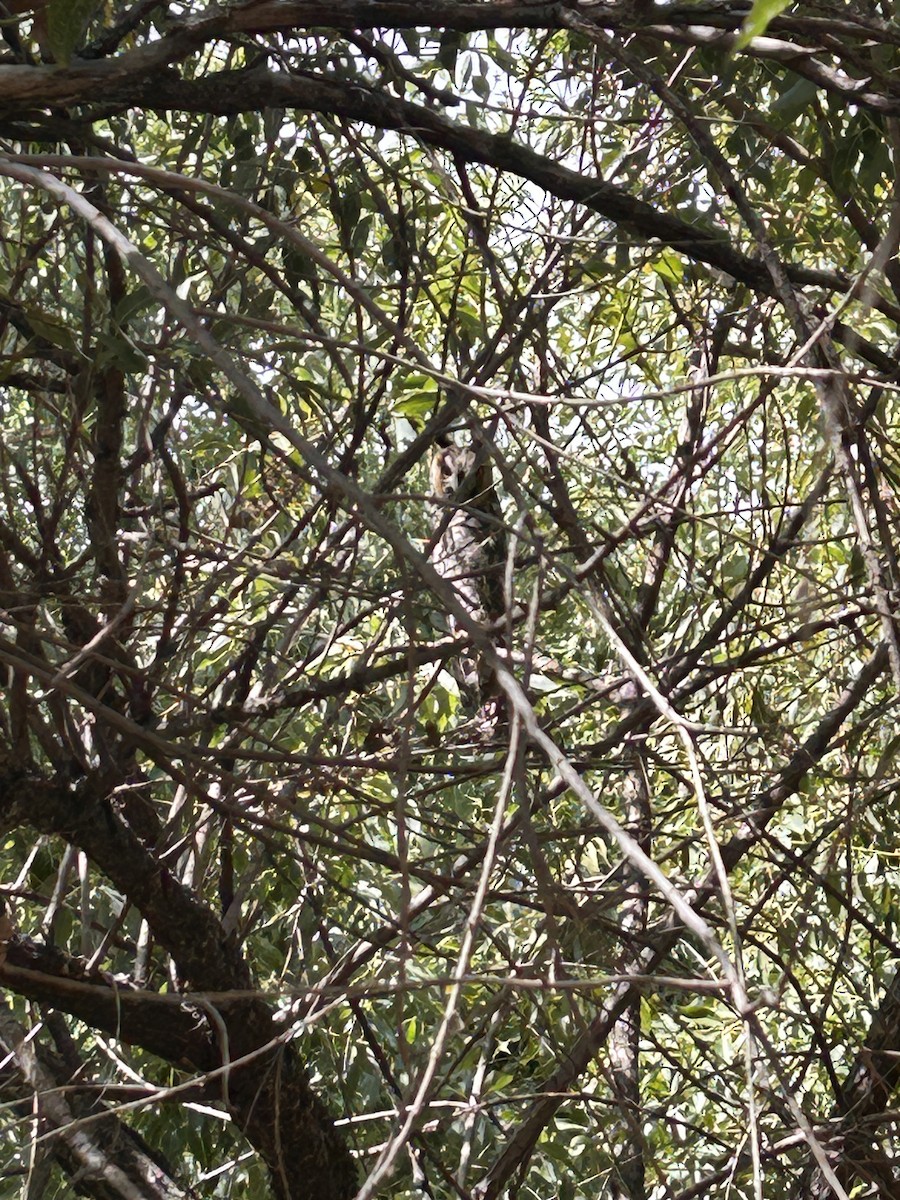 Long-eared Owl - ML642059721