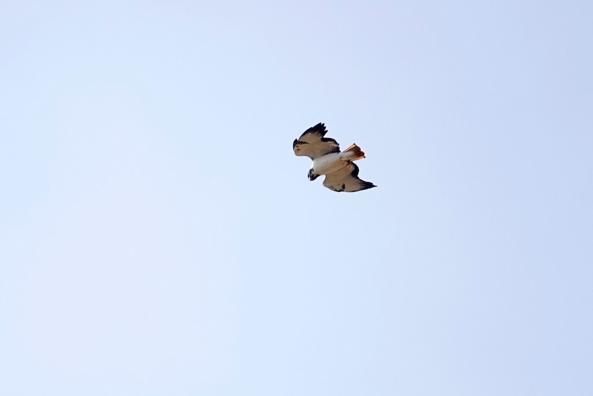 Augur Buzzard (Augur) - ML642059749