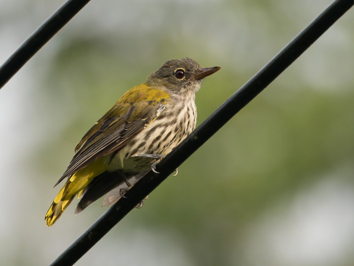 Ventriloquial Oriole - ML642059789
