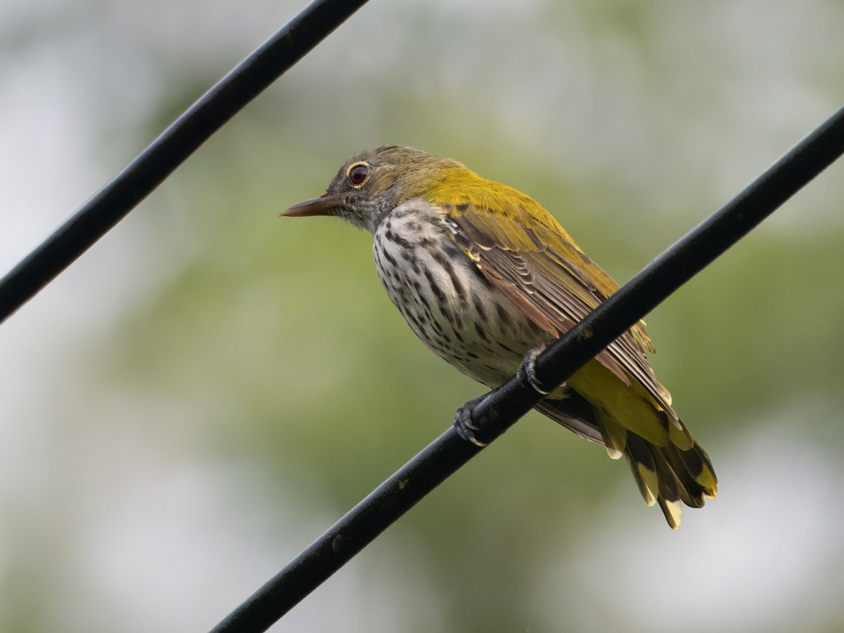 Ventriloquial Oriole - ML642059791