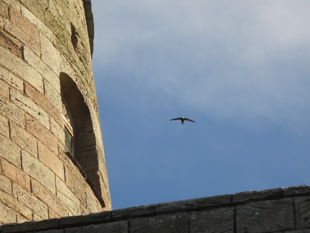 Common Swift - ML642059802