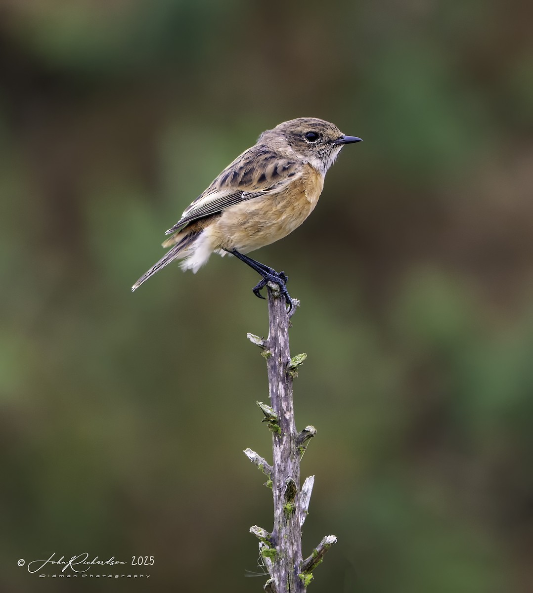 European Stonechat - ML642059807