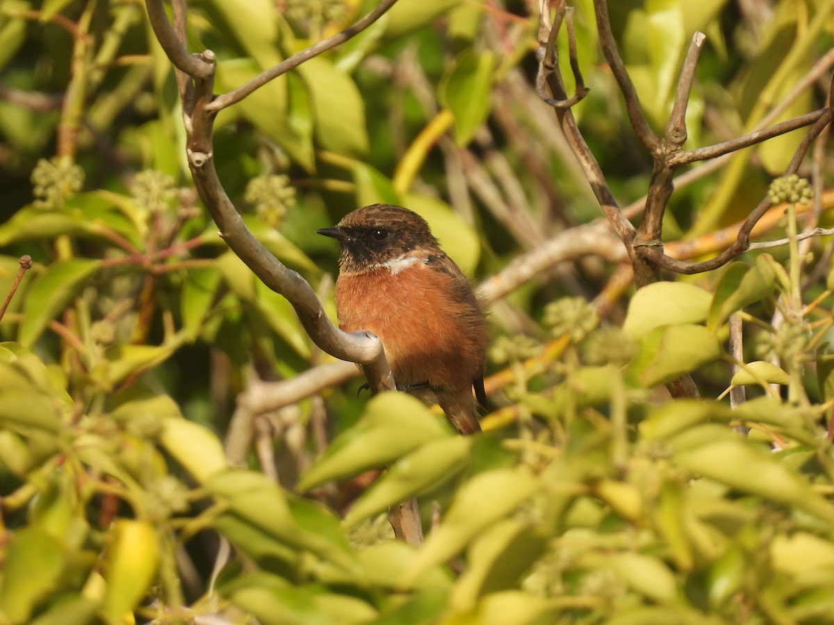 European Stonechat - ML642059809