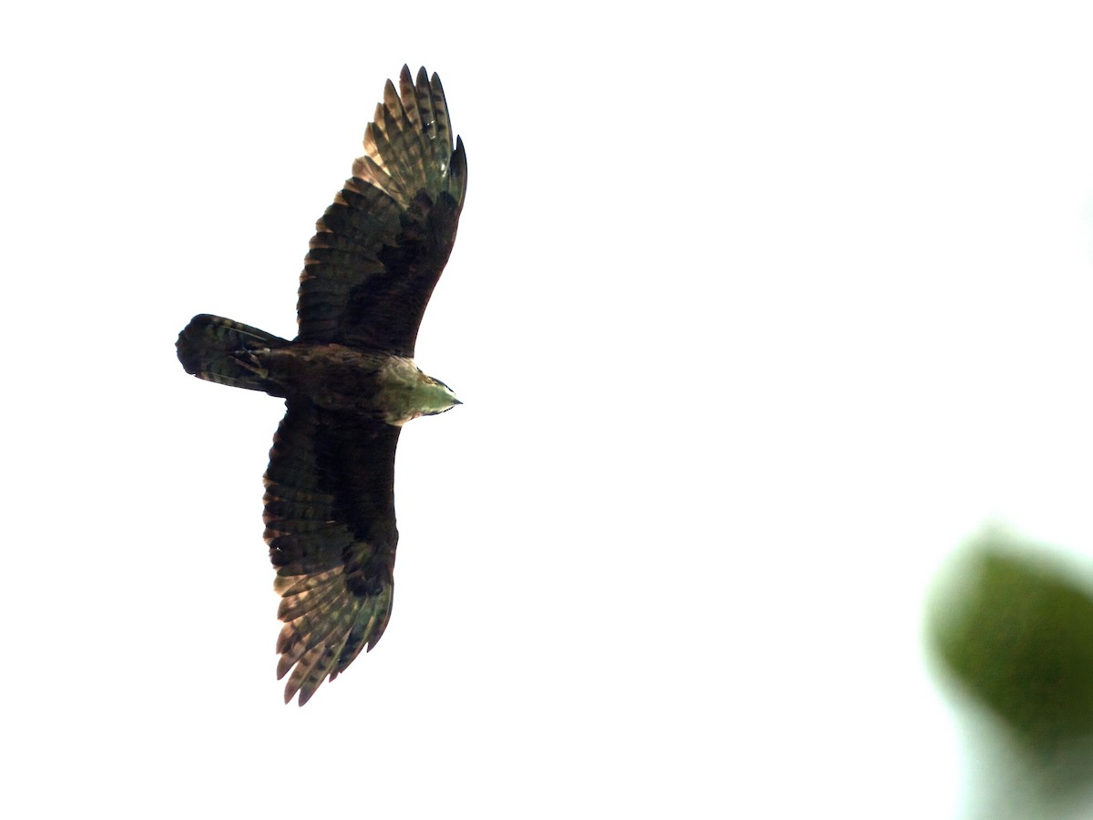 Rufous-bellied Eagle - ML642059828