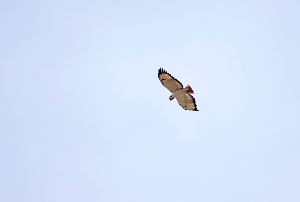 Augur Buzzard (Augur) - ML642059834