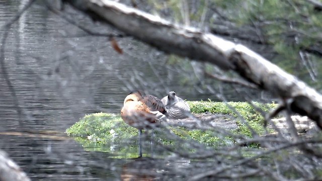 オオリュウキュウガモ - ML642059844