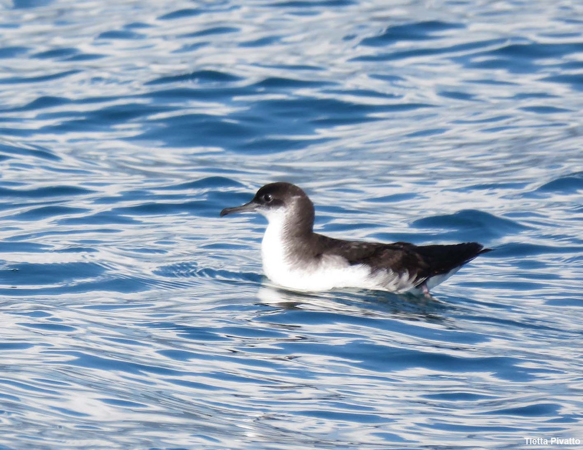 Manx Shearwater - ML642059878