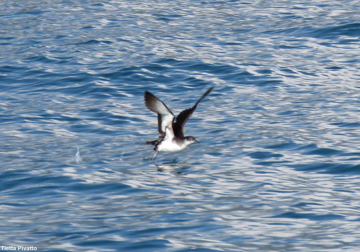 Manx Shearwater - ML642059879