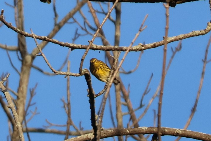 Cape May Warbler - ML642059909