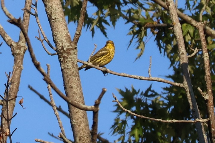 Cape May Warbler - ML642059910