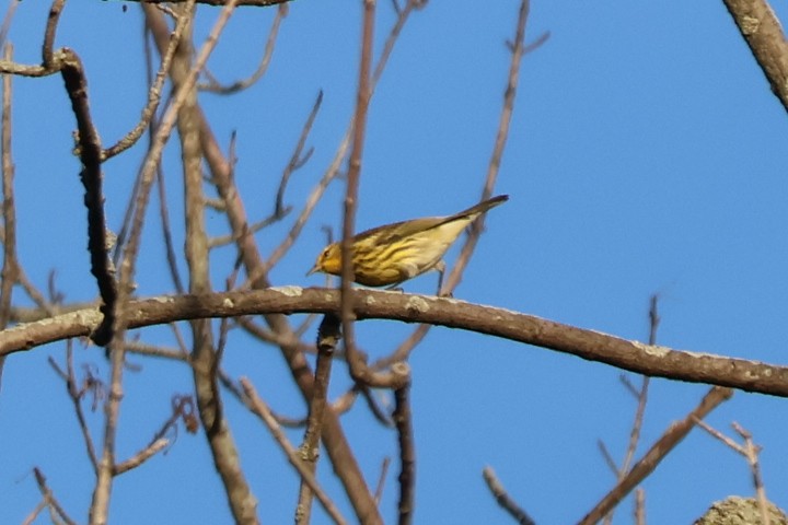 Cape May Warbler - ML642059911