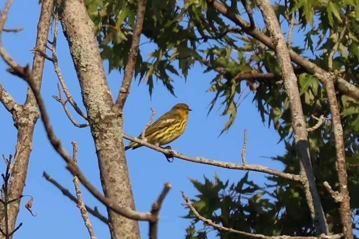Cape May Warbler - ML642059912