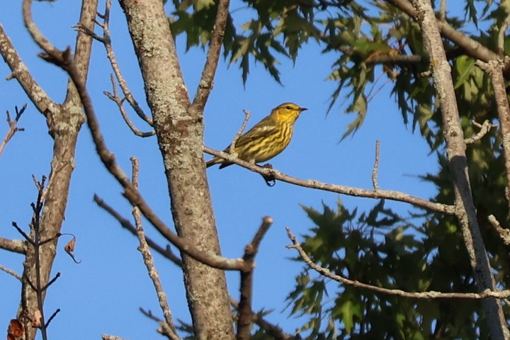 Cape May Warbler - ML642059913