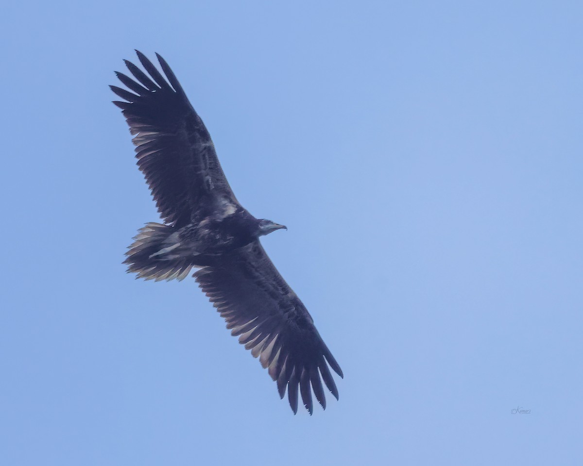 Стерв'ятник білий - ML642059915