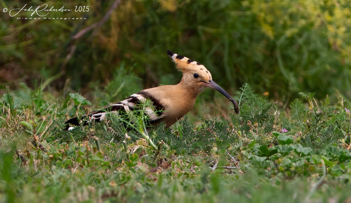 Eurasian Hoopoe - ML642059926
