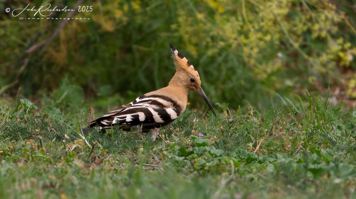 Eurasian Hoopoe - ML642059927