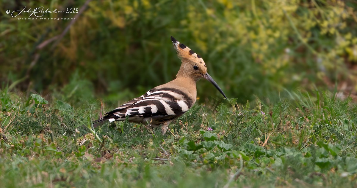 Eurasian Hoopoe - ML642059928