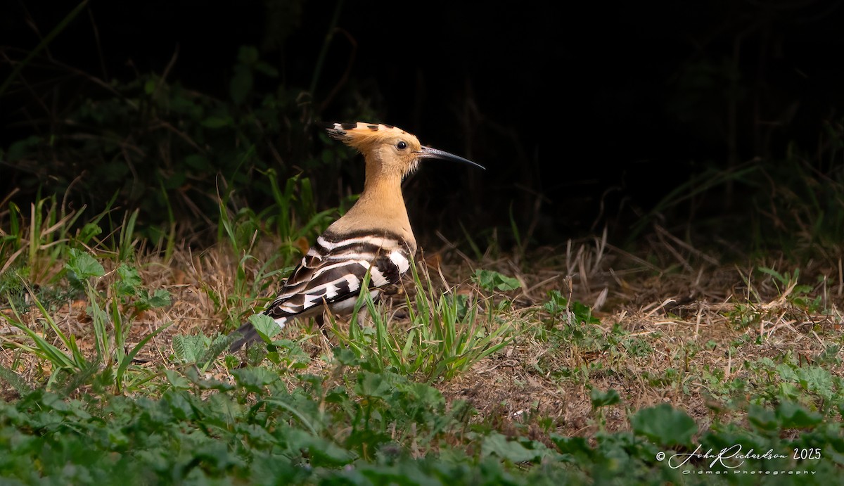 Eurasian Hoopoe - ML642059929