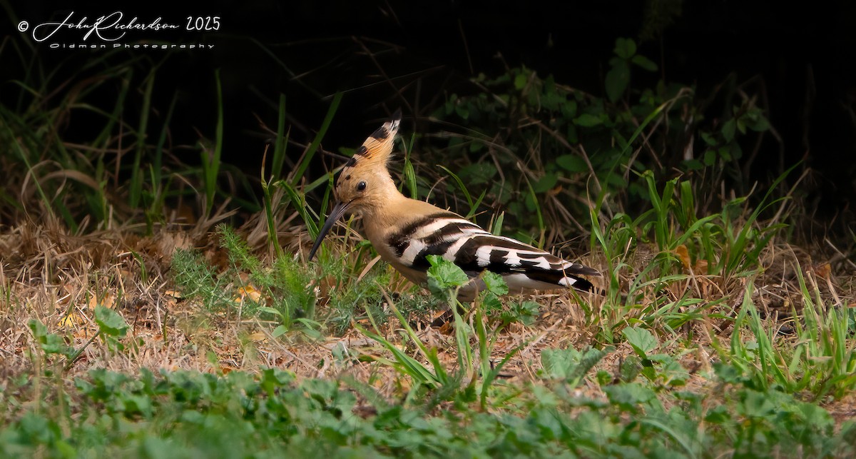 Eurasian Hoopoe - ML642059930