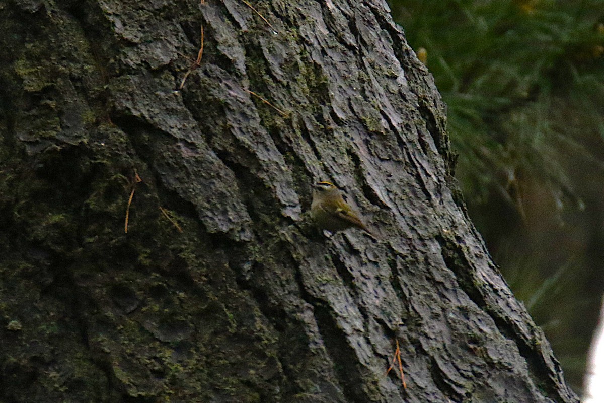 Golden-crowned Kinglet - ML642059933