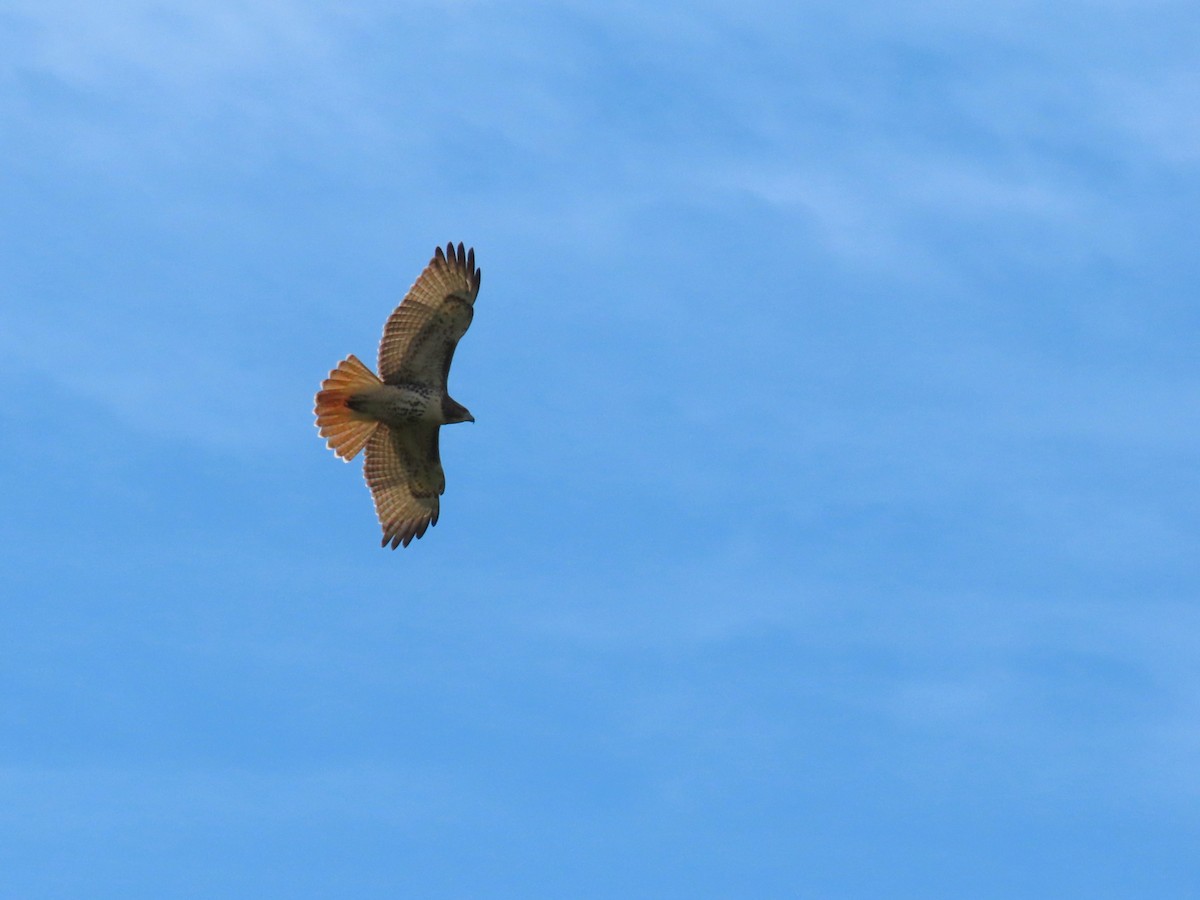 Red-tailed Hawk - ML642059942