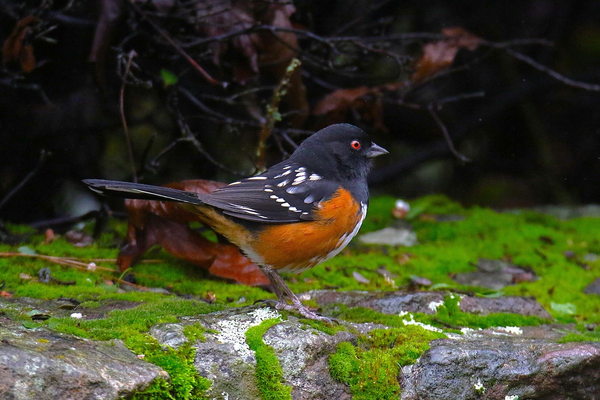 Spotted Towhee - ML642059943