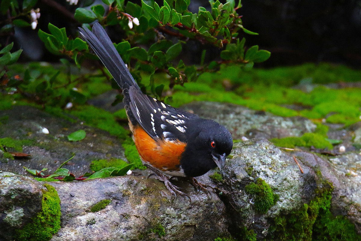Spotted Towhee - ML642059944