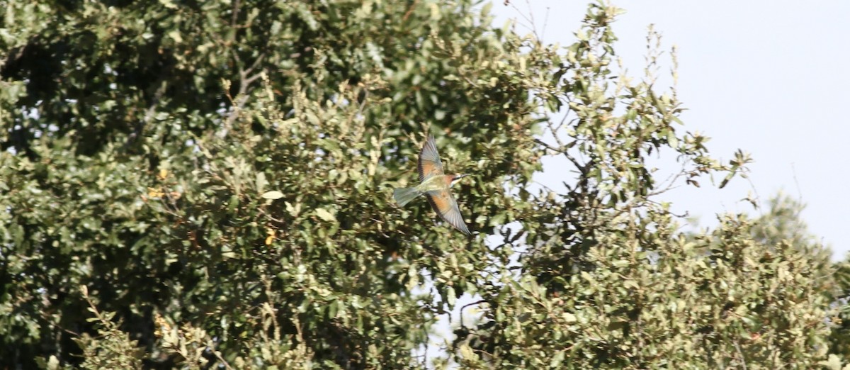 שרקרק מצוי - ML642059946