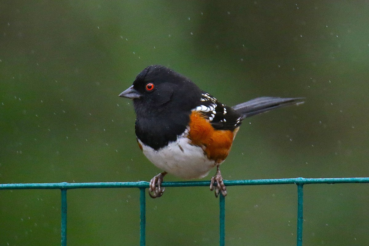 Spotted Towhee - ML642059949